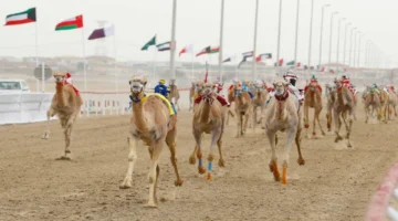 انطلاق مهرجان ختامي الوثبة لسباقات الهجن بثلاث فئات غداً